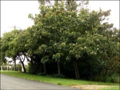Vernicia montana Abrasin oil tree
